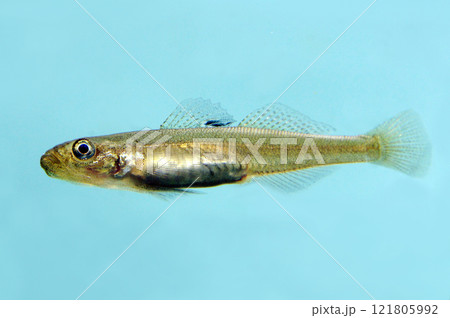 ニクハゼの 1匹 ニクハゼの 1匹 121805992