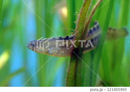 ギンポ1匹の ニョロニョロ ギンポ1匹の ニョロニョロ 121805993