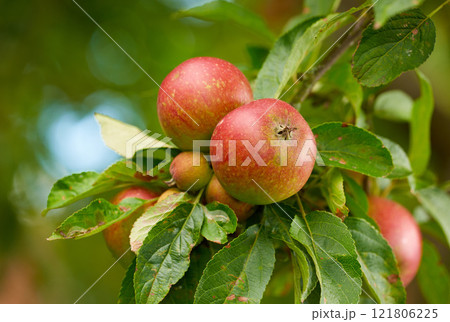 Fresh red apples growing on a farm on a green fruit tree during the autumn season. Healthy and organic crops ready for harvest outdoors in nature on a summer day. Detail of an orchard in a park 121806225