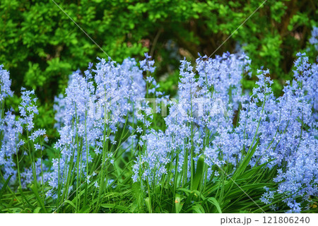 Blue flora blooming in a lush grassy meadow. Bluebell Scilla Siberica flowers growing in a quiet peaceful private home or botanical garden with vibrant green plants growing around it in summer. 121806240
