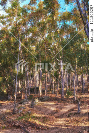 A beautiful bright forest with lush green trees on a vibrant spring day. The landscape of the uncultivated woods with greenery outdoors on a summer afternoon. Peaceful and scenic view of woodlands 121806297