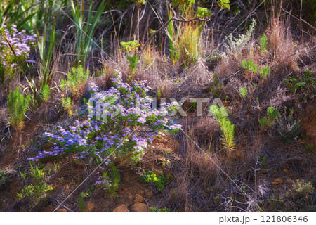 Mountain side with plants and flowers on sunny Summer day. Isolated outdoor area has colorful grass bushes and purple flora. This wild yet tranquil space is found in the Western Cape of South Africa 121806346