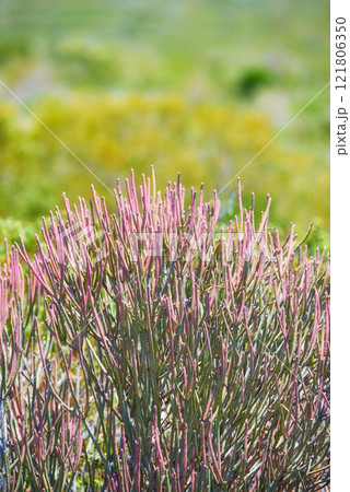Pencil cactus flowers on mountain side outdoors on a sunny Summer day. Isolated natural spurges of pink petals blossoming and with green bushes behind. Calm area in Western Cape of South Africa 121806350