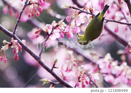 満開の河津桜にとまるメジロ 121806499