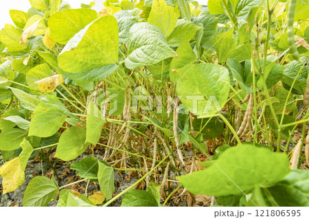 Close-up of adzuki pods growing in the farmland of Wandan, Pingtung, Taiwan. Close-up of adzuki pods growing in the farmland of Wandan, Pingtung, Taiwan. 121806595