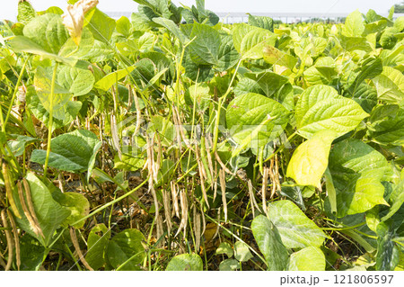 Close-up of adzuki pods growing in the farmland of Wandan, Pingtung, Taiwan. 121806597