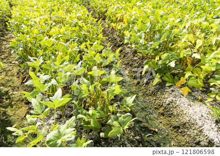 Close-up of adzuki pods growing in the farmland of Wandan, Pingtung, Taiwan. 121806598