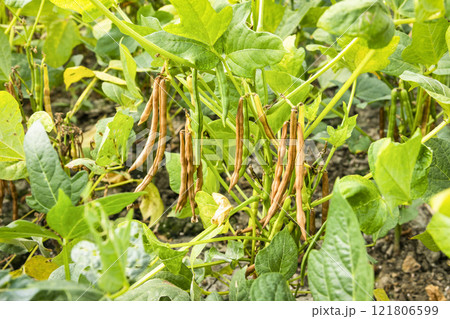 Close-up of adzuki pods growing in the farmland of Wandan, Pingtung, Taiwan. 121806599