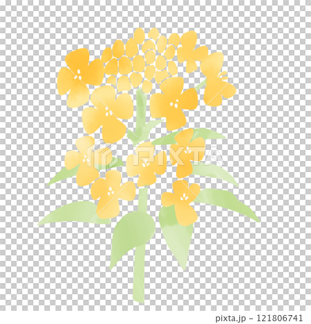 水彩風格油菜花圖 水彩風格油菜花圖 121806741