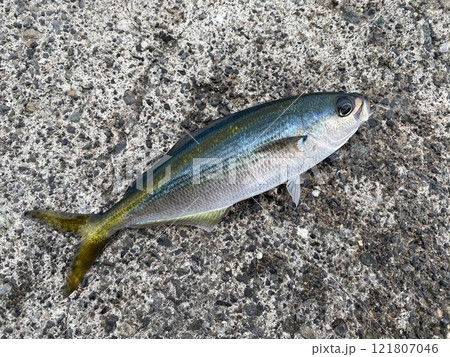 タカベ タカベ 121807046