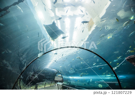 View of the fishes at the Underwater Tunnel at the National Museum of Marine Biology and Aquarium in Kenting National Park of Pingtung, Taiwan. 121807229