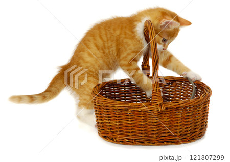 Kitten in basket Kitten in basket 121807299