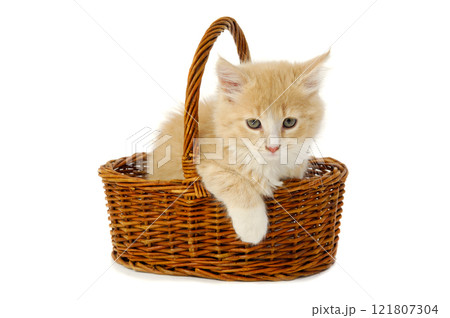 Kitten in basket 121807304