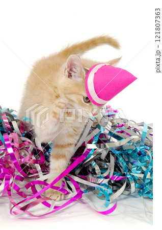 Cat kitten with hat 121807363