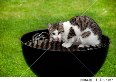 Hungry cat Hungry cat 121807367