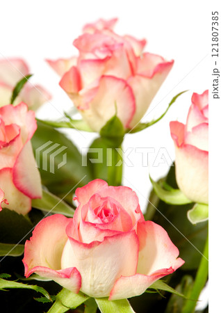 Roses on white 121807385