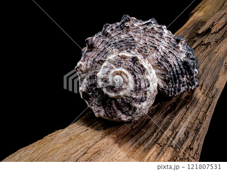 Angaria delphinus shell on driftwood 121807531