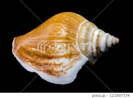 Laevistrombus canarium shell isolated on black background 121807534