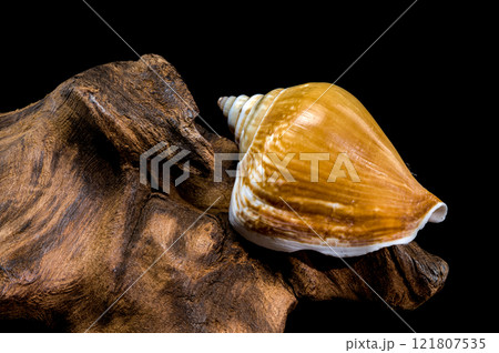 Laevistrombus canarium shell isolated on driftwood 121807535