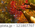 紅葉した木々 121807707