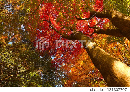 紅葉した木々 121807707