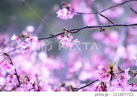 満開の河津桜 満開の河津桜 121807722