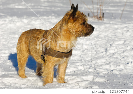 Cairn Terrier 121807744