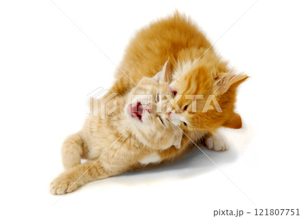 Fighting kittens Fighting kittens 121807751
