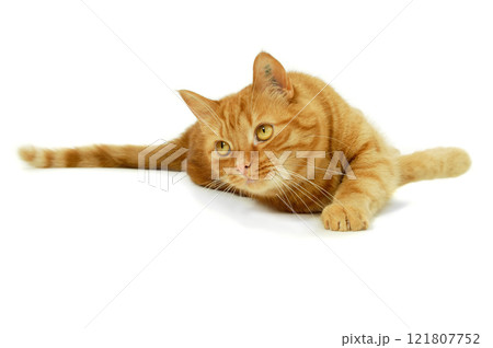 Red cat Red cat 121807752