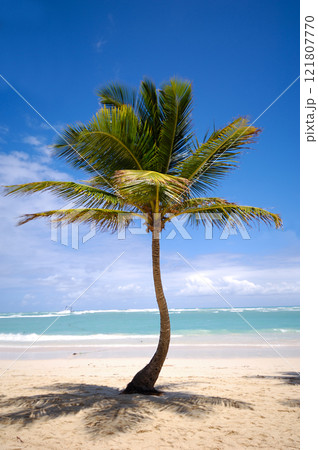 Exotic beach with palm 121807770