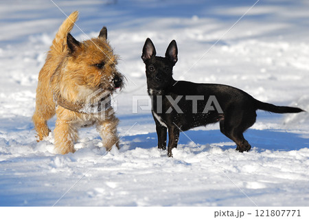 Two dogs in snow 121807771