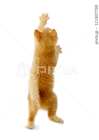 Standing kitten Standing kitten 121807780