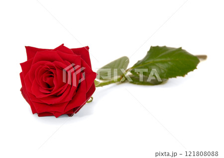 Red rose flower isolated on white background Red rose flower isolated on white background 121808088