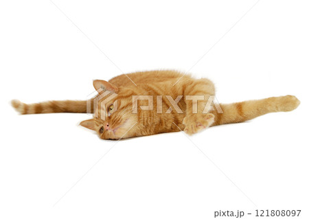 Red cat resting Red cat resting 121808097