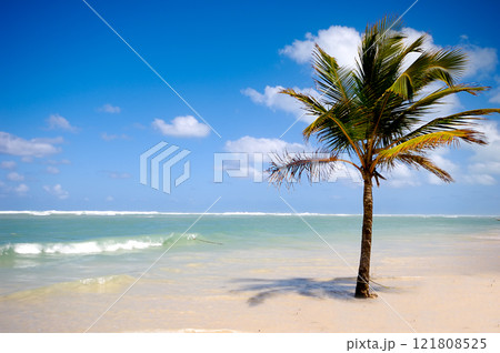 Palm on beach 121808525