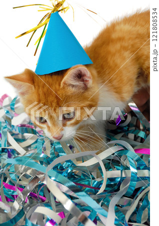 Cat kitten with hat Cat kitten with hat 121808534