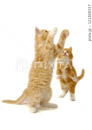 Playing kittens Playing kittens 121808557