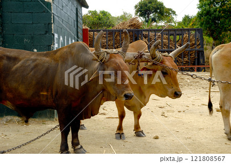 Oxes working 121808567