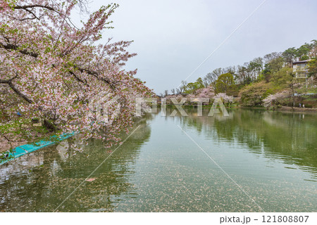 臥竜公園（長野県須坂市）　日本さくら名所100選 121808807