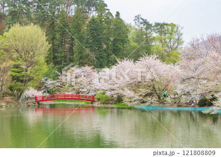 臥竜公園(長野県須坂市) 日本さくら名所100選 臥竜公園(長野県須坂市) 日本さくら名所100選 121808809