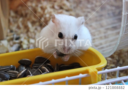 ひまわりの種を食べるハムスター 121808882