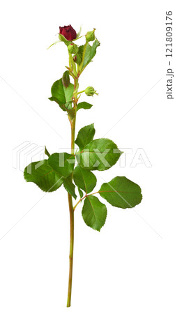 Red fresh rose flower and buds with green leaves isolated 121809176
