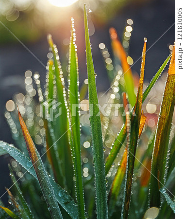 Enchanting Light on Dewy Grass 121810005
