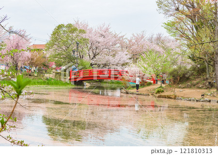 臥竜公園(長野県須坂市) 日本さくら名所100選 臥竜公園(長野県須坂市) 日本さくら名所100選 121810313