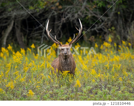 エゾシカ 121810446