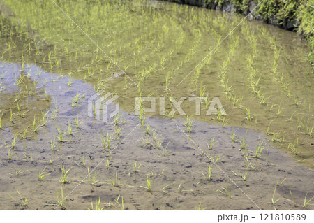 田んぼに植えられた緑の稲苗 田んぼに植えられた緑の稲苗 121810589
