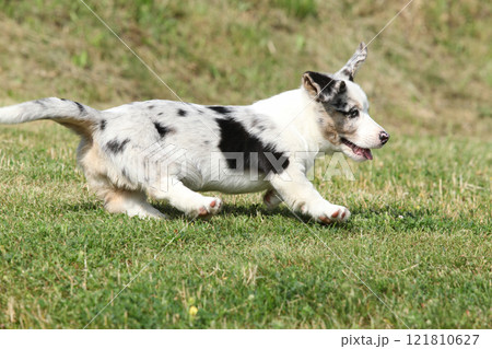 Cardigan Welsh Corgi puppy running on the grass 121810627