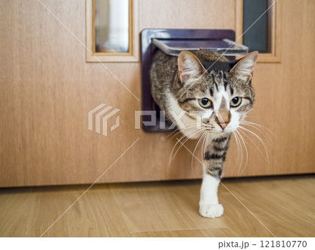 猫用のドアから部屋に入る猫 121810770
