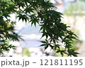 緑の紅葉 121811195