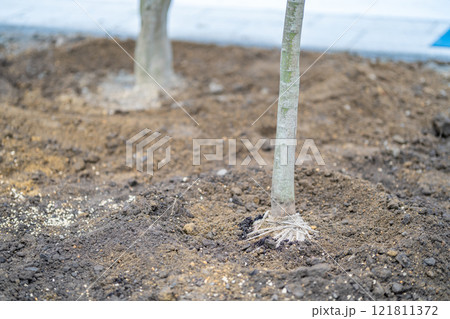 造園業　植樹　植栽工事　根巻き 121811372